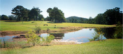 This another view of the water hazard, if your lucky the wild kangaroos and wallabys will be there to lend you a hand.